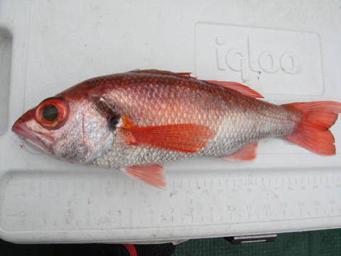 深海釣り