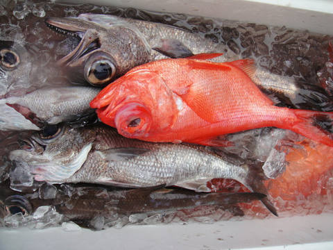 [Cނ