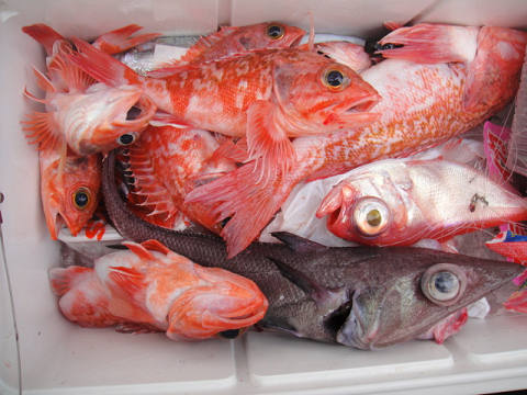 [Cނ