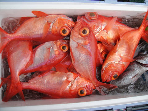 [Cނ