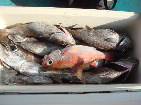 [Cނ