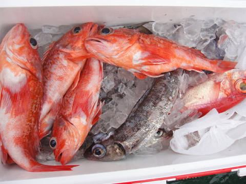 [Cނ