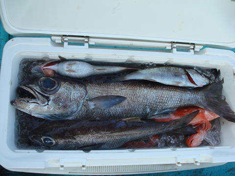 [Cނ