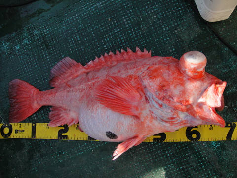 [Cނ