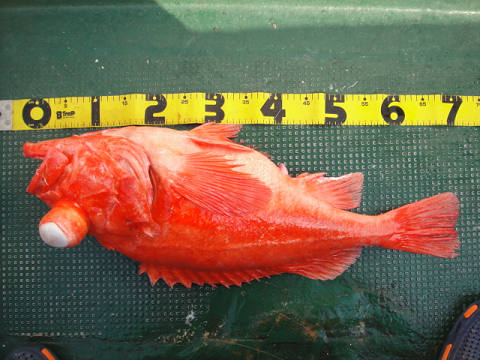 [Cނ