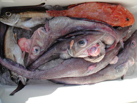[Cނ