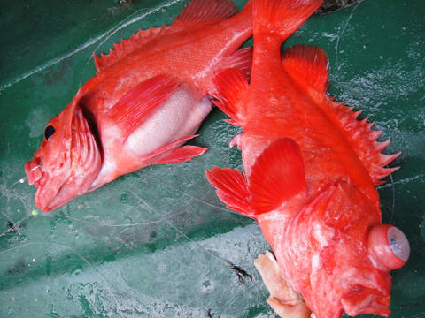 [Cނ