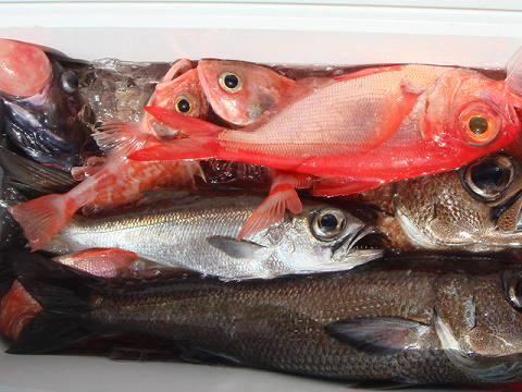 [Cނ