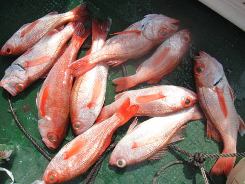 [Cނ