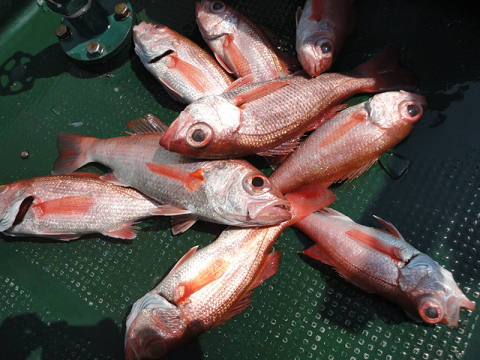 [Cނ