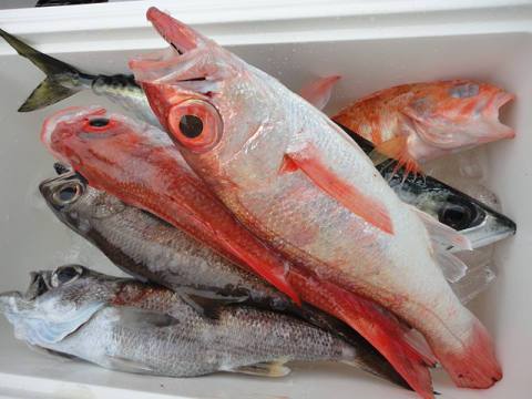 [Cނ