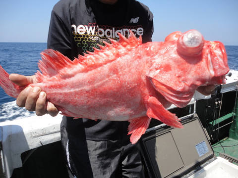 [Cނ