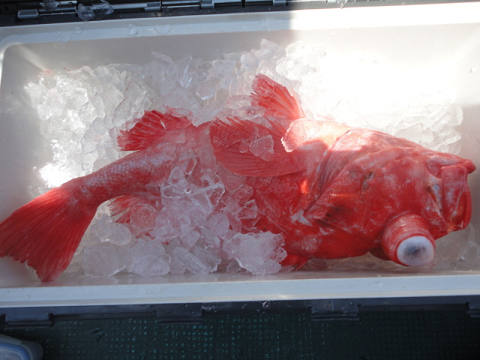 [Cނ