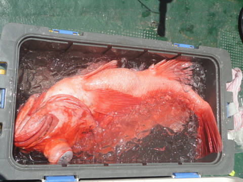 [Cނ