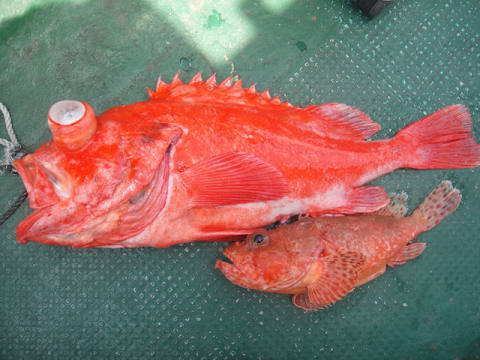 [Cނ