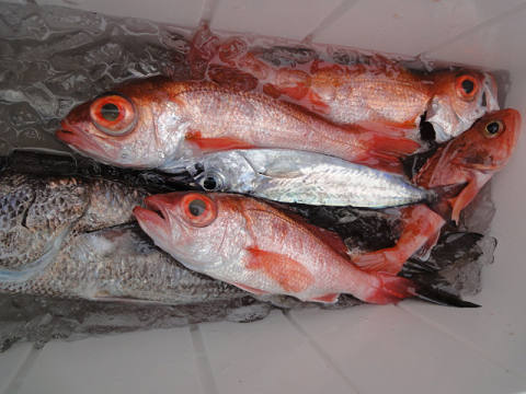 [Cނ