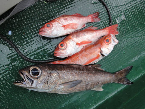 [Cނ