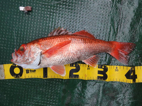 [Cނ