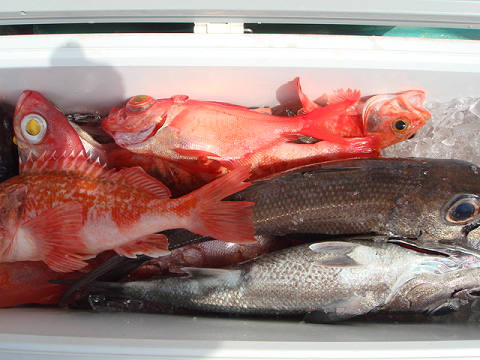 [Cނ