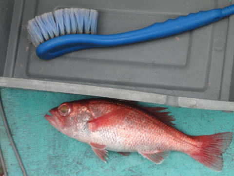 深海釣り
