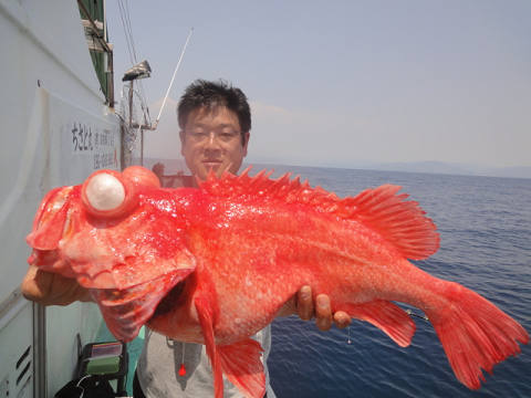 アコウ