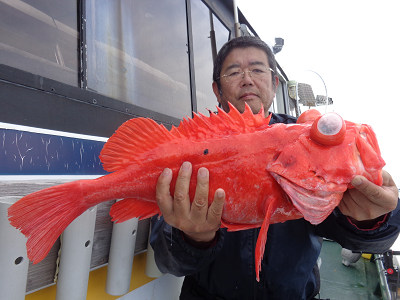 アコウ