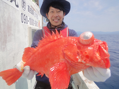 アコウ