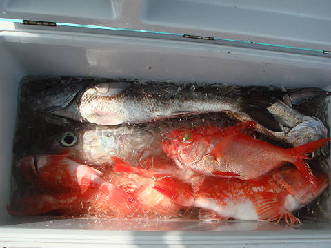 [Cނ