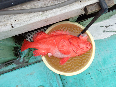 深海釣り