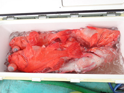 [Cނ