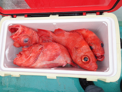 [Cނ