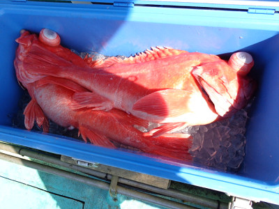 [Cނ