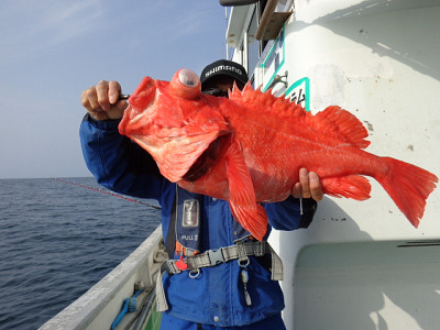 [Cނ