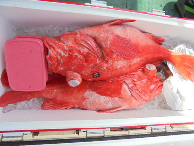 [Cނ