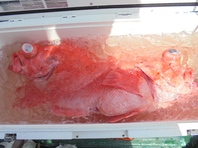 [Cނ