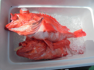 [Cނ