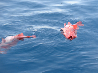 [Cނ
