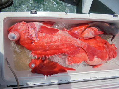 [Cނ