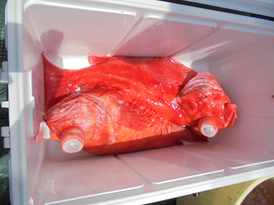 [Cނ