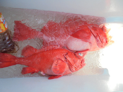 [Cނ