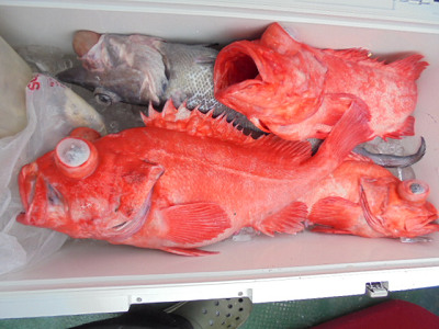 [Cނ