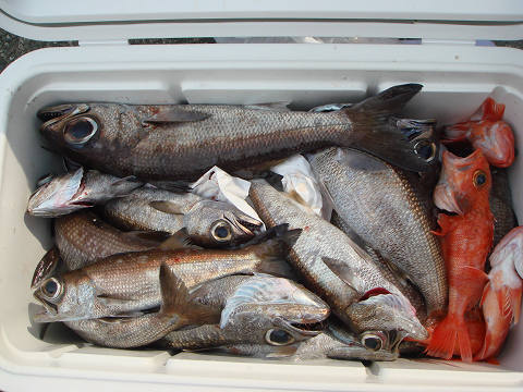 [Cނ
