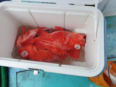 [Cނ