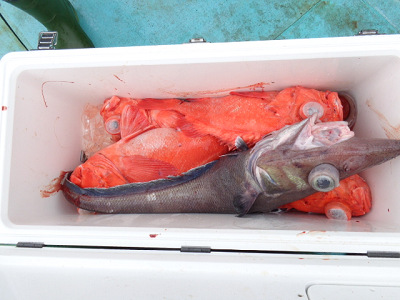 [Cނ