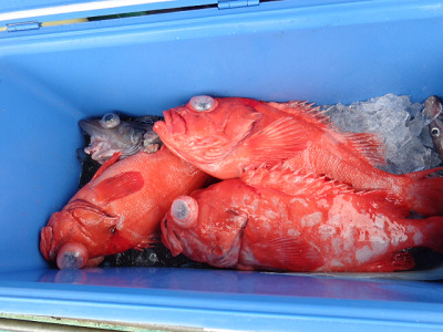 [Cނ