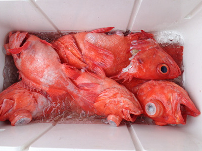 [Cނ