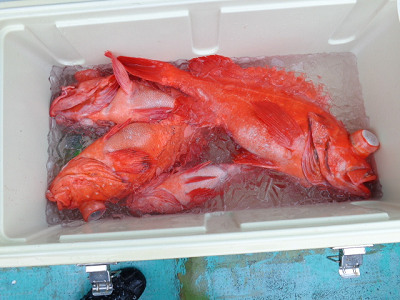 [Cނ