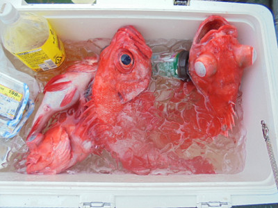 [Cނ