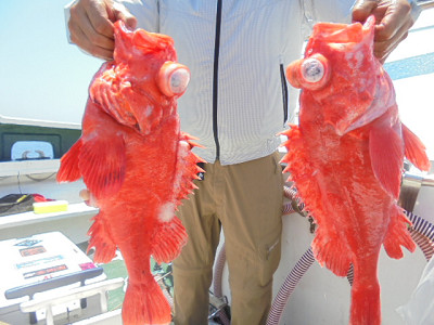 [Cނ