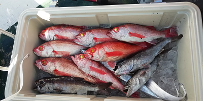 [Cނ